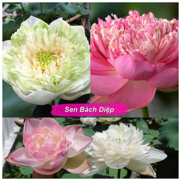 10 hạt Sen Bách Diệp - Thai Lotus seeds (pink & white mixed)