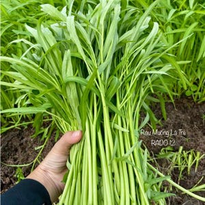 1000+ Water Spinach Seeds – Rau Muong La Tre Rado 12– Kangkong Ong Choy – Easy to Grow Asian Vegetable
