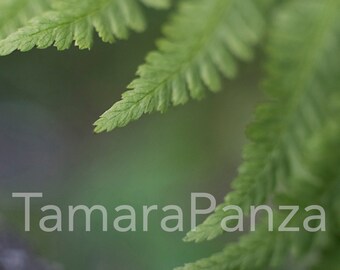 Fern Plant, Original Photographic Print, Matte Finish