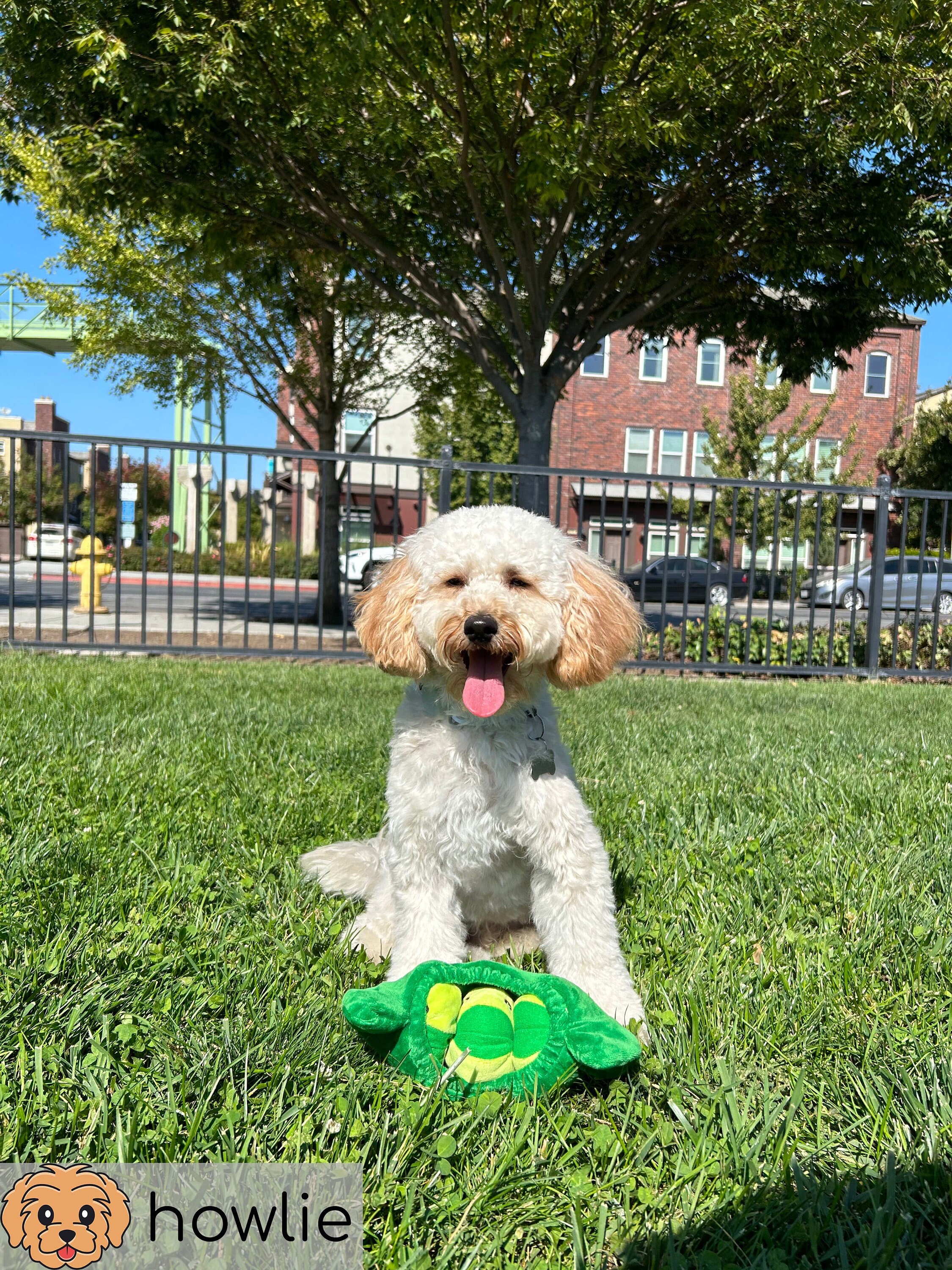 SPRING PARK Snuffle Treat Ball for Dogs Large, Dog Puzzle Toys for