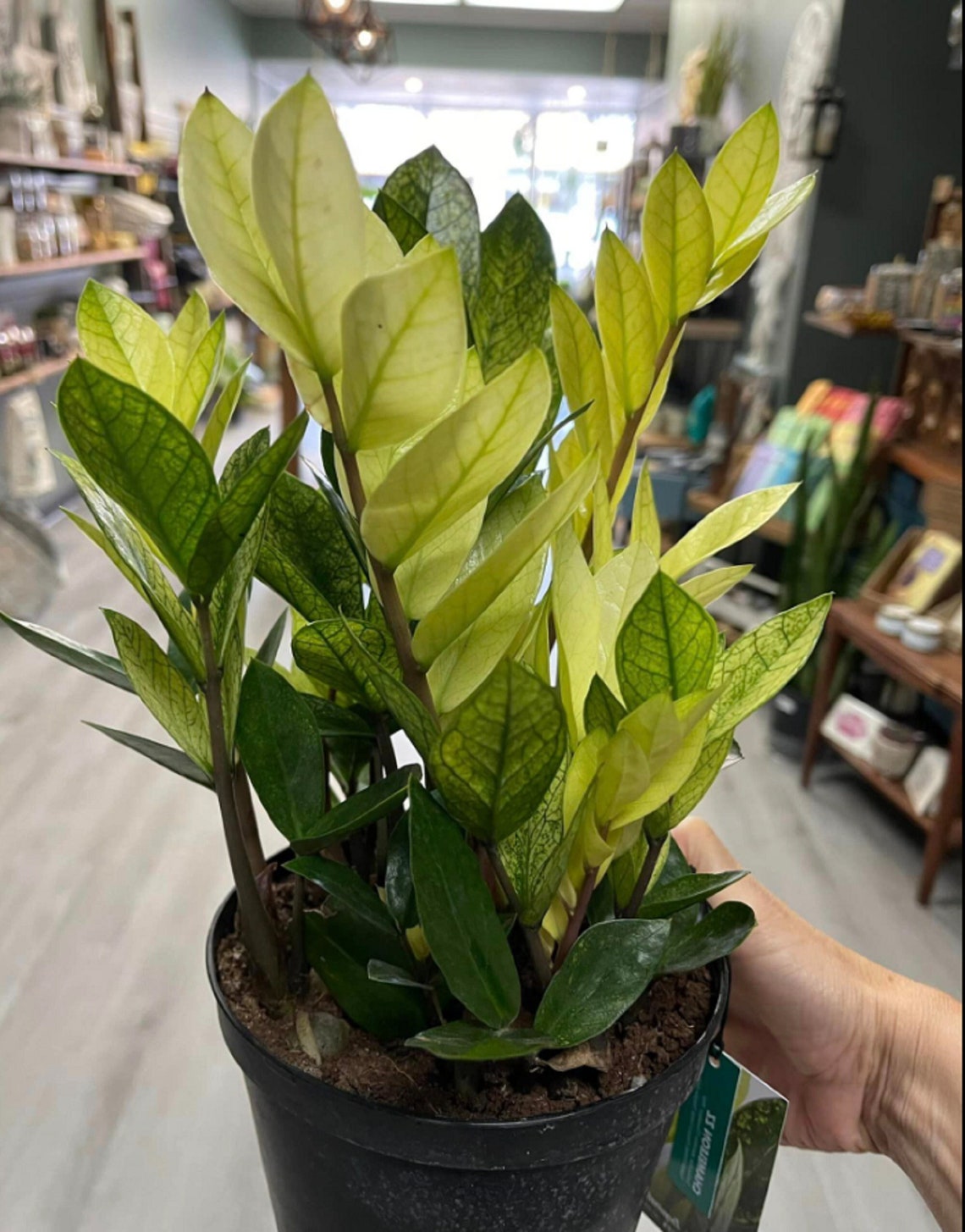 Rare Chameleon ZZ Plant. 4 Plastic Nursery Pot. Extremely Etsy Canada