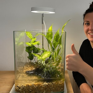 May include: A small, clear glass aquarium with live plants and gravel. A white LED light illuminates the plants. The aquarium is on a wooden surface. A person is giving a thumbs up.