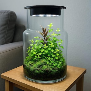 Flaschengarten Wabi-Kusa Set mit  Voll Spektrum Licht & Computer - Pflanzenlicht Flaschengarten selber machen Pflanzen im Glas Ökosystem