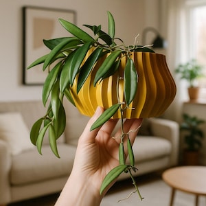 May include: A yellow ceramic planter with a ribbed design holds a trailing plant with green leaves. The plant is hanging over the edge of the planter.