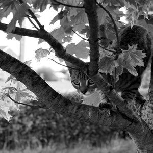 Kitten peering in tree black and white