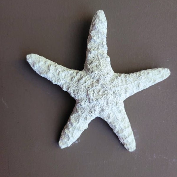 Faux 4" starfish w/hanger