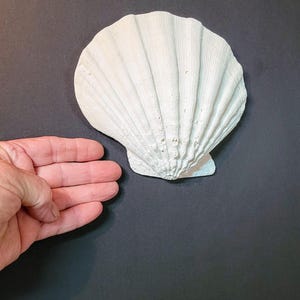 May include: A large, off-white scallop shell featuring a fan-shaped silhouette with prominent, radiating ridges and a textured, matte surface. The shell displays a natural, weathered appearance with subtle variations in its pale, neutral coloration.
