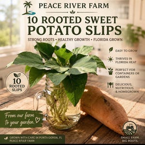 May include: Ten rooted sweet potato slips in a clear glass jar with green leaves and visible roots. Text includes PEACE RIVER FARM, 10 ROOTED SWEET POTATO SLIPS, STRONG ROOTS, HEALTHY GROWTH, FLORIDA GROWN, EASY TO GROW, THRIVES IN FLORIDA HEAT, and more.
