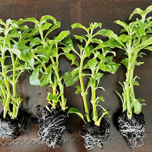 May include: Four green leafy plants with roots, ready to be planted in the garden.