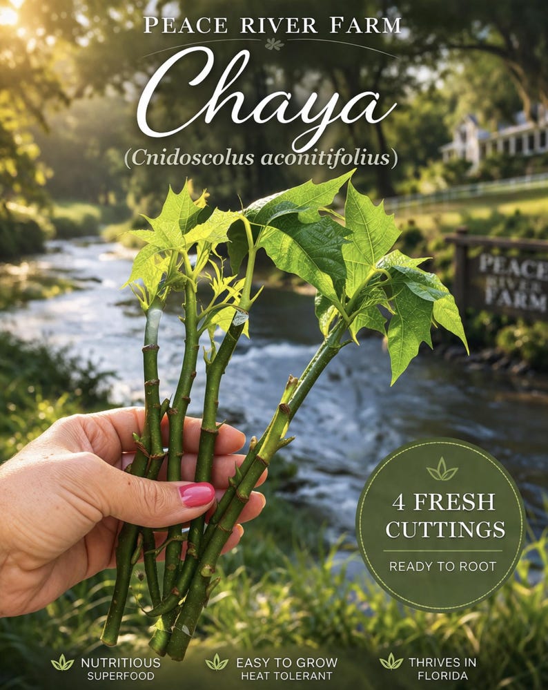 4 Chaya Tree Spinach Cuttings - Maple Leaf Variety, Perennial - Etsy