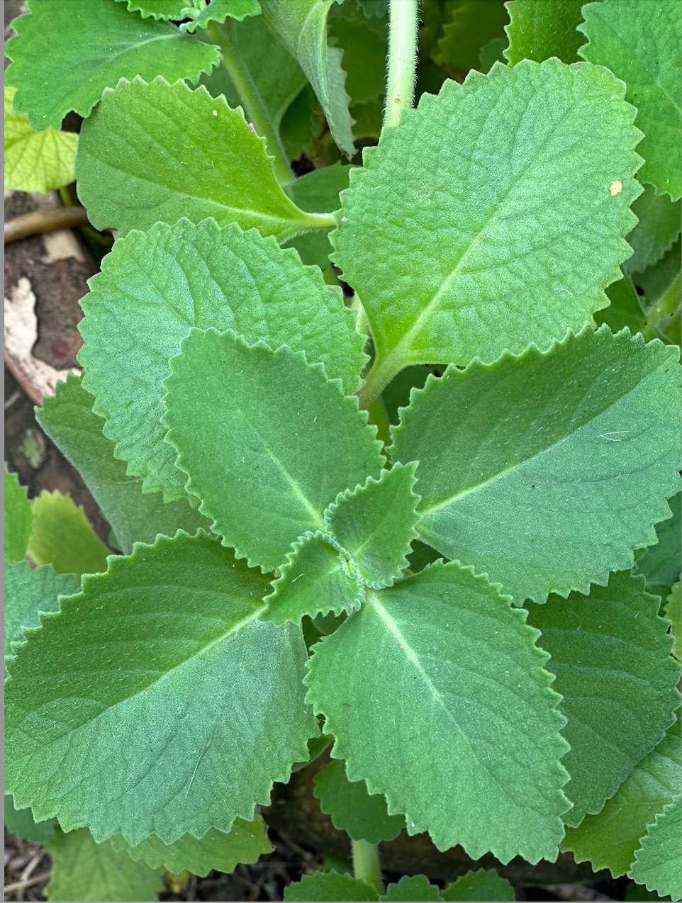 8 Cuban Oregano Cuttings mexican Mint Spanish Thyme and Etsy