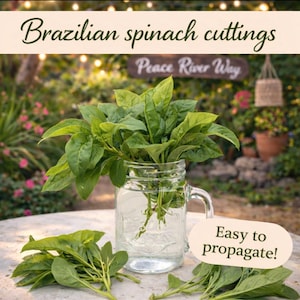 6 Organic Long Leaf Mild taste Brazilian Spinach Samba Cuttings shipped fast from Florida