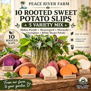 May include: A collection of 10 rooted sweet potato slips featuring a 5 variety mix including Stokes Purple, Beauregard, Murasaki, Covington, and White Sweet Potato. The display shows leafy green plants in a glass jar with cut tubers.