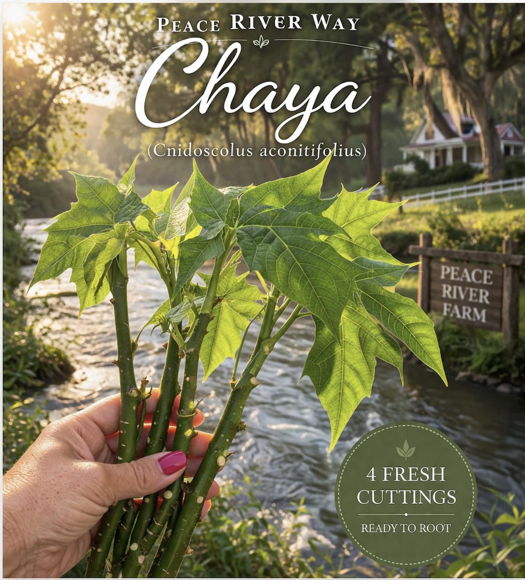 8 Chaya Tree Spinach Cuttings - Maple Leaf Variety, Perennial - Etsy