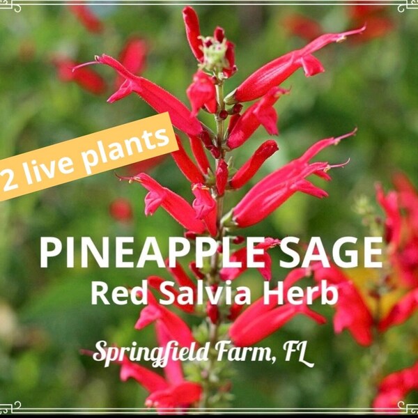 Pineapple Sage, Salvia elegans, 2 Live plants