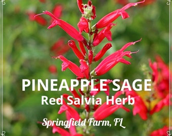 40 PINEAPPLE SAGE Red Salvia Elegans Herb / Flower Seeds