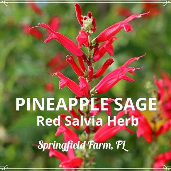 40 PINEAPPLE SAGE Red Salvia Elegans Herb / Flower Seeds