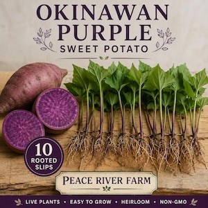 May include: Image of Okinawan Purple Sweet Potato. The image shows whole and sliced purple sweet potatoes, along with rooted slips and green leaves. The text reads "10 Rooted Slips" and "Peace River Farm."