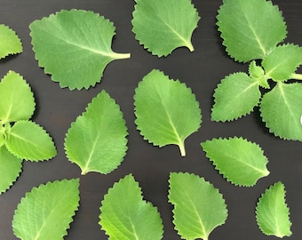 Cuban Oregano Plant: Fresh Aromatic Leaves & Cuttings