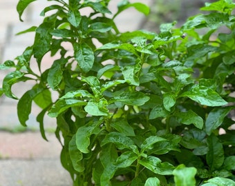 2 Spinach Plants- Greens - Perennial Vegetable-rooted Cuttings