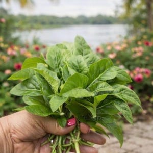 Spinach-  Cuttings- Greens - Perennial Vegetable-Unrooted and rooted Cuttings