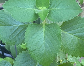 8 Cuban oregano cuttings -Mexican mint, Spanish thyme, and Indian borage