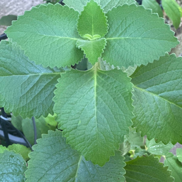 8 Cuban oregano cuttings -Mexican mint, Spanish thyme, and Indian borage