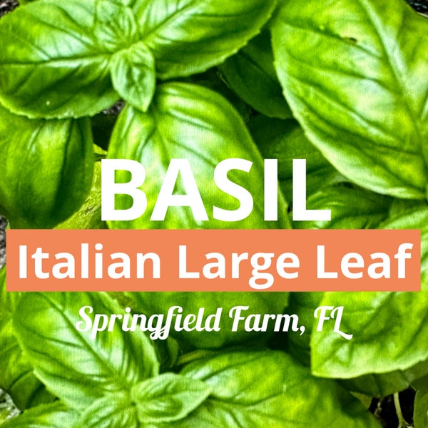 Italian Large Leaf Basil Herb Heirloom Seeds 100 seeds