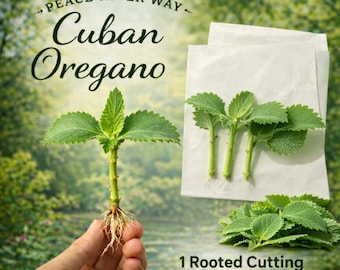 1 Cuban Oregano Plant & 3 Cuttings and Leaves: Mexican Mint, Spanish Thyme - Grown in USA