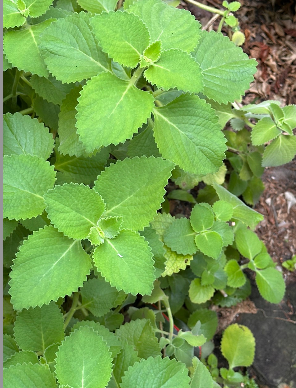 8 Cuban Oregano Cuttings mexican Mint Spanish Thyme and Etsy