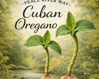 2 Cuban Oregano Plant – Mexican Mint, Tropical Herb