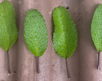 Miracle Leaf/ Leaf of Life (kalanchoe Pinnata) 3 Plant - Etsy