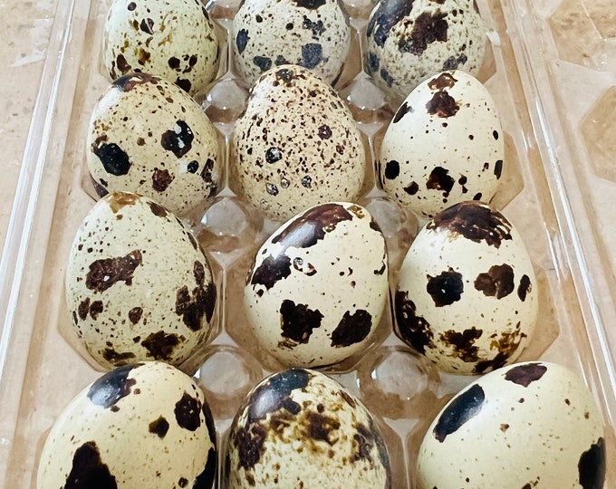 13 Fertile Jumbo Coturnix Quail Egg Texas A&M Shipped in - Etsy