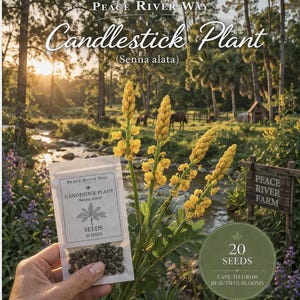 May include: A scenic image featuring a packet of Candlestick Plant seeds (Senna alata) with 20 seeds. The image includes yellow flowers and the text "Peace River Way". The background shows a stream, trees, and a sign that reads "Peace River Farm".