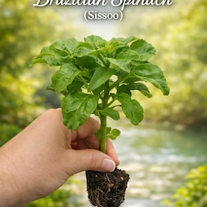 4 Brazilian Long leaf  Spinach cuttings organically grown Samba shipped fast from Florida