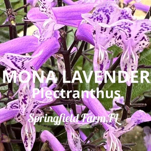 MONA LAVENDER Perennial Live Plant Plectranthus Long Lasting Purple Spire Spike Flower Shade Garden 2-3 plants