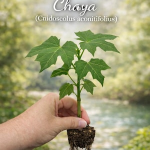 4 Chaya Tree Spinach Cuttings - Maple Leaf Variety, Perennial