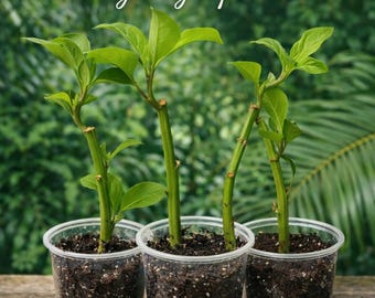 6 Longevity Spinach- Cuttings - Perennial Vegetable