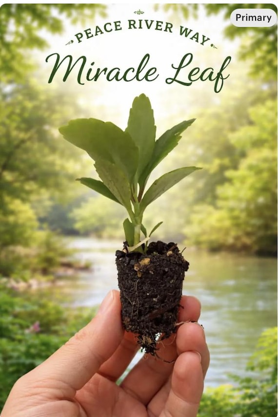 Miracle Leaf/ Leaf of Life (kalanchoe Pinnata) 3 Plant - Etsy