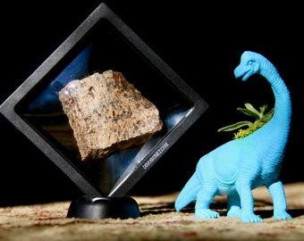 Triceratops Dinosaur Fossil, cadeau de dinosaure, objet de collection