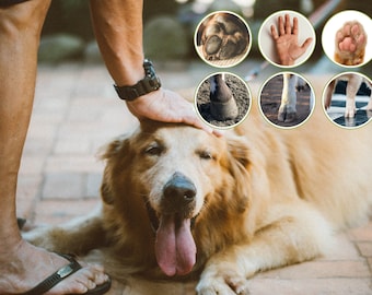 Op de afbeelding: Een persoon aait een golden retriever. De hond ligt op een bruine tegelvloer en heeft zijn tong uitgestoken. De hand van de persoon ligt op het hoofd van de hond. De ogen van de hond zijn gesloten.