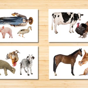 Old MacDonald Had A Farm Stampabili Attrezzi Filastrocche Bambini Piccoli Download Istantaneo Flash Cards Testi Completi Canzoni Circle Time Spettacolo di Burattini