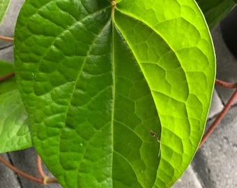 20 Paan Leaf | Betel Leaf