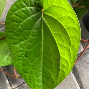 40 Paan Leaf / Betel Leaf