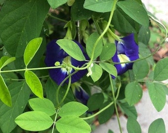 Aprajita flower plant / Asian pigeonwings / blue pea / butterfly pea