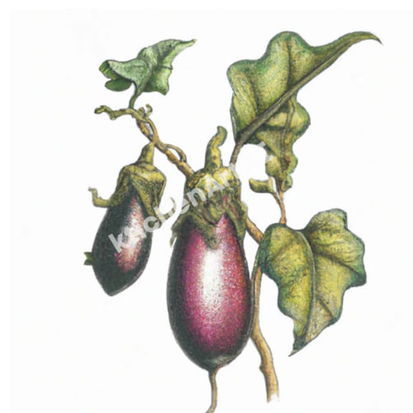 Illustration botanique d'aubergine pour cuisine haute résolution 300dpi