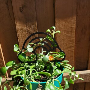May include: A succulent plant in a teal pot with a black metal rainbow plant stake. The plant is growing over the stake.
