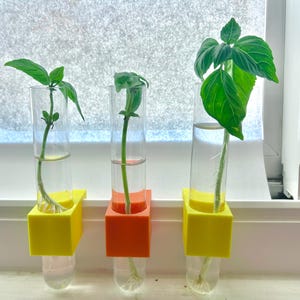 May include: Three basil plant cuttings in clear glass test tubes, each held by a colourful, square-shaped holder. The holders are yellow and orange. The basil leaves are a vibrant green, and the roots are visible in the water.