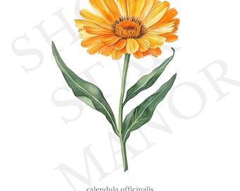 Calendula Botanical Print – Calendula officinalis – Herbal Wildflower Printable – Pollinator Series