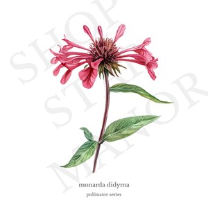 Bee Balm Botanical Print – Monarda didyma – Printable Pollinator Flower Art – Pollinator Series